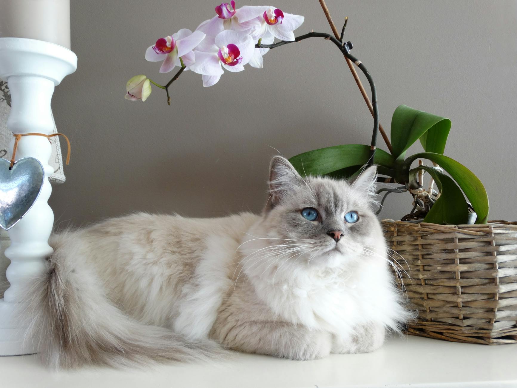 gray and white maine coon cat beside brown wicker basket